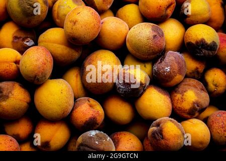 Un fond de fruits pourris rejetés laissé au gaspillage après le marché. Abricots. Banque D'Images