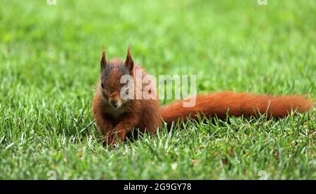 L'écureuil est assis sur un pré dans l'herbe Banque D'Images