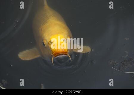 Koi de poissons nageant dans un étang Banque D'Images