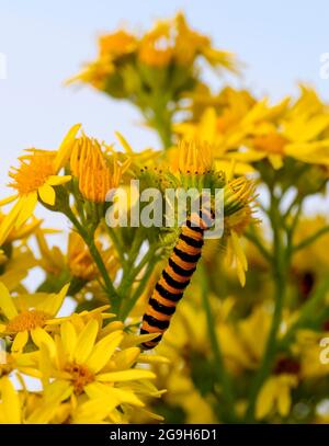 Une chenille rayée noire et jaune caractéristique de la teigne de Cinnabar (Tyria jacobaeae), se nourrissant de Ragwort Banque D'Images