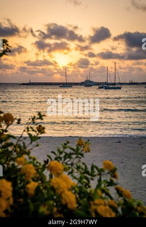 Beau lever de soleil dans la baie de la ville d'Otrante avec des bateaux, Pouilles, Mer Adriatique, Salento, Italie. Personne. Couleurs dorées douces, ciel nuageux. Matin d'été en Italie. Fleurs en premier plan Banque D'Images