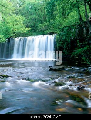 Scwd Ddwli Waterfall, River Nedd, Upper Neath Valley, Ystradfellte, Brecon Beacons National Park, Powys, pays de Galles. Banque D'Images