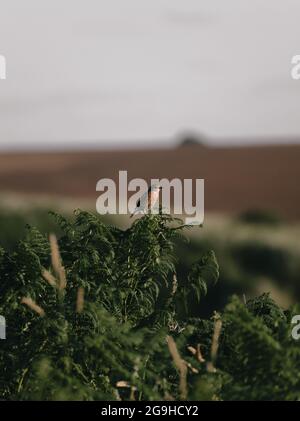 Stonechat sur une plante de fougères dans les dunes de sable Banque D'Images