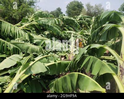 Gros plan de la plantation de bananes détruite par le cyclone en Inde Banque D'Images