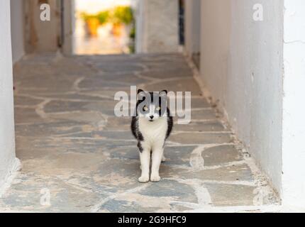 Cat One domestique noir et blanc avec des yeux jaunes debout sur le sol pavé regarde la caméra à l'île de Paros, bâtiment Naoussa du village, Banque D'Images