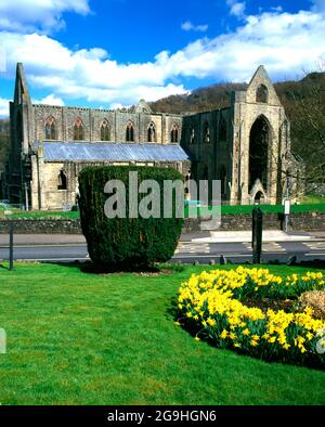 Abbaye de Tintern, vallée de la Wye, Monmouthshire, Galles du Sud. Banque D'Images