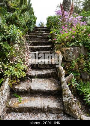 Tresco Abbey Gardens, Tresco, Îles de Scilly, Cornouailles, Angleterre, ROYAUME-UNI. Banque D'Images