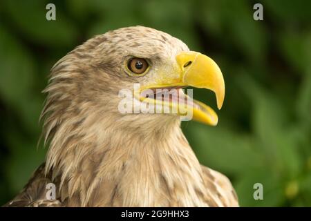 Aigle à queue blanche Haliaeetus albicilla avec bec ouvert Banque D'Images