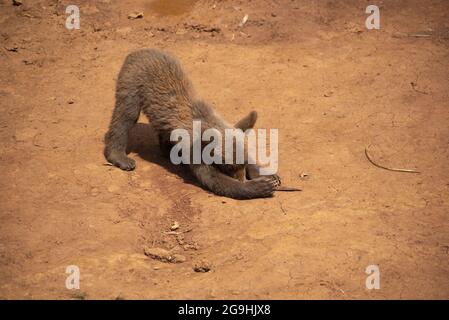 Ours cub jouant avec un morceau de branche Banque D'Images