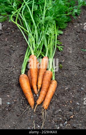 Carottes 'Resistafly' fraîchement récoltées à partir d'une parcelle de légumes. Angleterre, Royaume-Uni. Banque D'Images