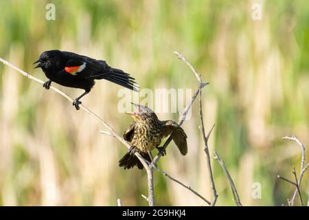 Agelaius phoeniceus, un blackbird naissant à ailes rouges, qui supplie pour de la nourriture de son parent mâle, dans le centre de l'Alberta, au Canada. Banque D'Images