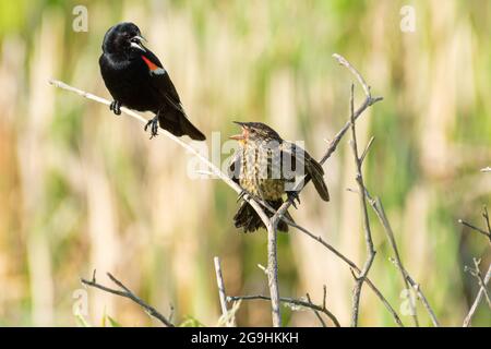 Agelaius phoeniceus, un blackbird naissant à ailes rouges, qui supplie pour de la nourriture de son parent mâle, dans le centre de l'Alberta, au Canada. Banque D'Images