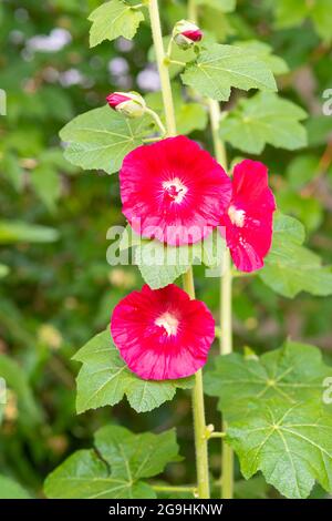 Fleurs et feuillage de Hollyhocks, Alcea Rosea, qui poussent dans un jardin de banlieue du centre de l'Alberta, au Canada Banque D'Images