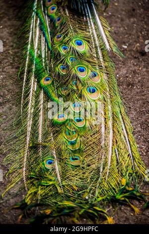 Peacock montrant ses longues plumes de la queue Banque D'Images