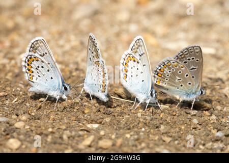 Quatre Reverdins bleu Plebejus argyrognon sur sol humide suce le sel et les minéraux Banque D'Images