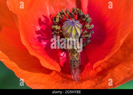 L'aéroglisseur de marmelade (Episyrphus balteatus) recueille le pollen et le nectar du coquelicot commun / coquelicot rouge / coquelicot flamand (Papaver rhoeas) en été Banque D'Images