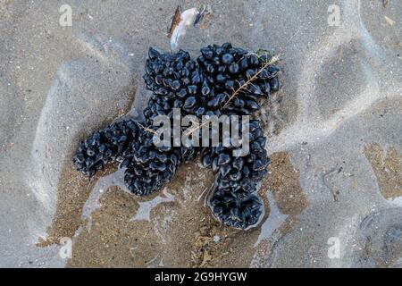 Œufs noirs / capsules d'œufs de seiche commune européenne (Sepia officinalis) lavées à l'ashore sur une plage de sable le long de la côte de la mer du Nord en été Banque D'Images