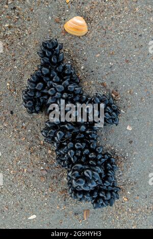 Œufs noirs / capsules d'œufs de seiche commune européenne (Sepia officinalis) lavées à l'ashore sur une plage de sable le long de la côte de la mer du Nord en été Banque D'Images