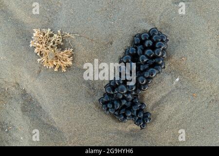 Œufs noirs / capsules d'œufs de seiche commune européenne (Sepia officinalis) lavées à l'ashore sur une plage de sable le long de la côte de la mer du Nord en été Banque D'Images