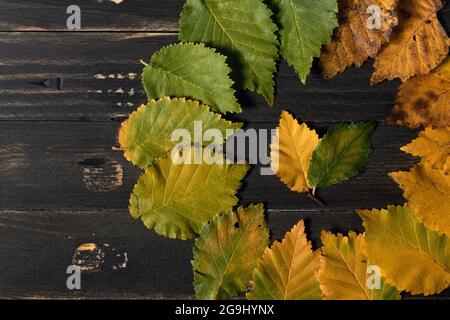 Feuilles d'automne sur fond en bois noir avec des couleurs graduées allant du vert au jaune disposées en cercle Banque D'Images