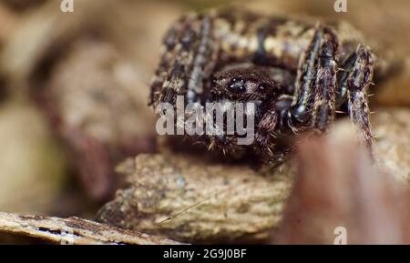 Araignée de castor de noyer femelle (Nuctenea umbratica) Banque D'Images