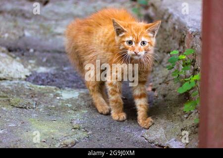 Un chaton au gingembre errant effrayé dans une rue. Un petit chaton à tête rouillée s'arches de son dos, porte-fourrure sur le bout. UN chat est agacé, un animal enragé. Banque D'Images