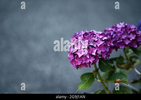 fleurs d'hortensia pourpres avec feuilles vertes Banque D'Images