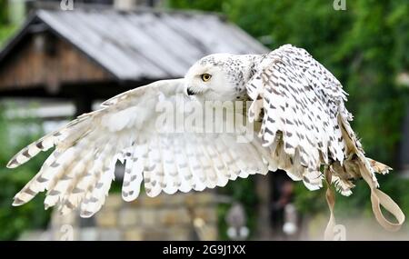 Potsdam, Allemagne. 20 juillet 2021. La chouette neigeuse Naya vole pendant un programme d'oiseaux de proie à Falkenhof Ravensberge. Le Falkenhof enseigne aux visiteurs le mode de vie des oiseaux de proie indigènes. Il abrite une station de capture et de réintroduction d'animaux sauvages pour les espèces protégées. Dans la maison forestière de l'association Wald-Jagd-Naturerlebnis e.V. des séminaires, des journées de projet et un camp de vacances sont proposés. Credit: Jens Kalaene/dpa-Zentralbild/ZB/dpa/Alay Live News Banque D'Images