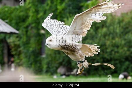 Potsdam, Allemagne. 20 juillet 2021. La chouette neigeuse Naya vole pendant un programme d'oiseaux de proie à Falkenhof Ravensberge. Le Falkenhof enseigne aux visiteurs le mode de vie des oiseaux de proie indigènes. Il abrite une station de capture et de réintroduction d'animaux sauvages pour les espèces protégées. Dans la maison forestière de l'association Wald-Jagd-Naturerlebnis e.V. des séminaires, des journées de projet et un camp de vacances sont proposés. Credit: Jens Kalaene/dpa-Zentralbild/ZB/dpa/Alay Live News Banque D'Images