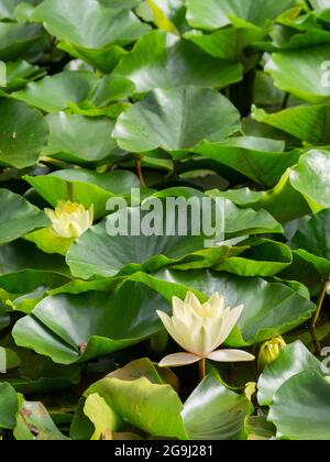 Nénuphar blanc européen sur l'eau Banque D'Images