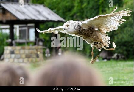 Potsdam, Allemagne. 20 juillet 2021. La chouette neigeuse Naya vole pendant un programme d'oiseaux de proie à Falkenhof Ravensberge. Le Falkenhof enseigne aux visiteurs le mode de vie des oiseaux de proie indigènes. Il abrite une station de capture et de réintroduction d'animaux sauvages pour les espèces protégées. Dans la maison forestière de l'association Wald-Jagd-Naturerlebnis e.V. des séminaires, des journées de projet et un camp de vacances sont proposés. Credit: Jens Kalaene/dpa-Zentralbild/ZB/dpa/Alay Live News Banque D'Images