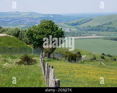 South Downs à Firle près de Lewes, Sussex. Banque D'Images