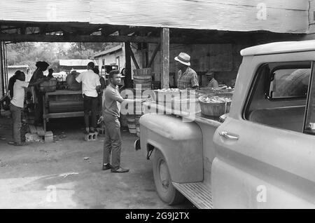 Agriculteurs de l'Association coopérative des agriculteurs du Sud-Ouest de l'Alabama (SWAFCA) 1968 Banque D'Images