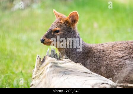 Chilien Pudu - Pudu puda est à pied dans le zoo letton Banque D'Images