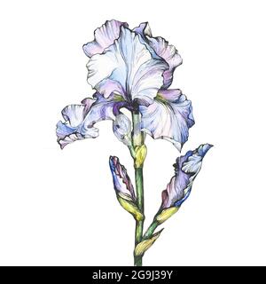 Représentation graphique de la branche fleur bleu clair Iris. Illustration de contour noir et blanc avec aquarelle peinte à la main. Isolé sur fond blanc. Banque D'Images