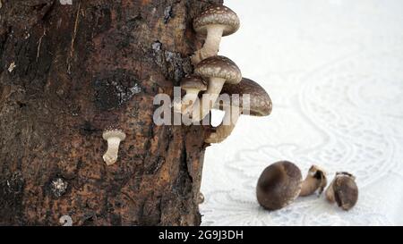 Un exemple de croissance de champignons shiitake. Une vue rapprochée du champignon de la carie du bois qui pousse sur les billes. Champignon japonais à tige blanche et tige plate Banque D'Images