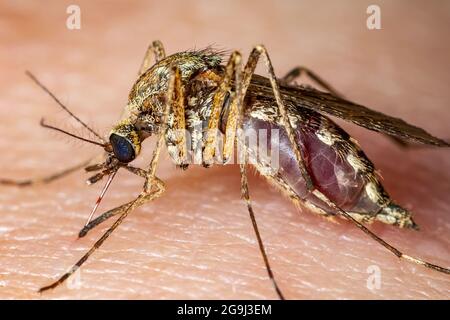 L'encéphalite japonaise, la fièvre jaune, le paludisme ou la maladie Zika Culex infecté par un virus de macro d'insectes parasites Banque D'Images