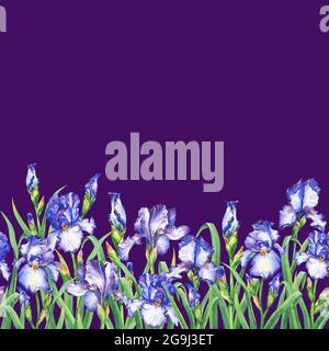 Bordure fleurie sans couture avec iris bleu fleuri, sur fond blanc. Vue panoramique horizontale. Illustration de peinture aquarelle isolée. Banque D'Images