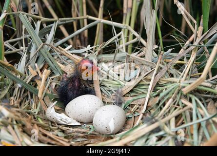 Le coot eurasien nichent avec des œufs et un poussin présocial, Fulica atra, Brant Reservoir, Londres, Royaume-Uni Banque D'Images
