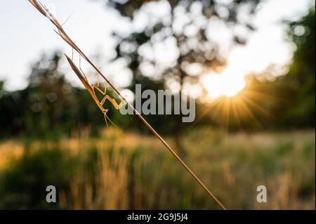 Une nymphe de la mante européenne (Mantis religiosa) sur une herbe dans un habitat naturel. Une nymphe d'une mantis, animal mâle. Heure d'or, coucher de soleil en arrière-plan. Banque D'Images