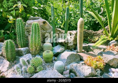 Rockery dans le jardin avec des pierres et variété de différentes fleurs et plantes vertes. Aménagement paysager du jardin avec cactus, pots, plantes et ston Banque D'Images