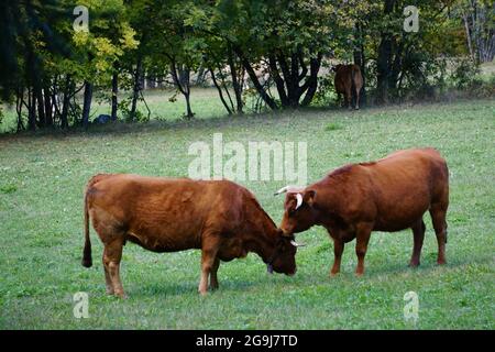 deux vaches brunes se léchant dans le champ Banque D'Images