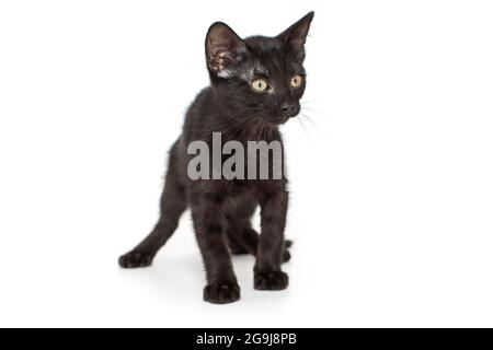 Petit chaton noir de 3 mois, isolé sur blanc. Banque D'Images