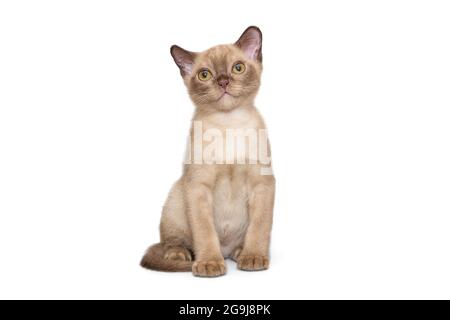 Beau jeune chaton de l'européen birman, isolé sur un fond blanc Banque D'Images