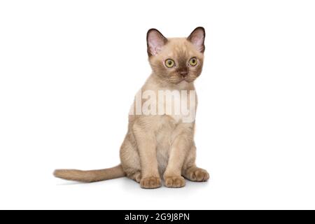 Beau jeune chaton de l'européen birman, isolé sur un fond blanc Banque D'Images