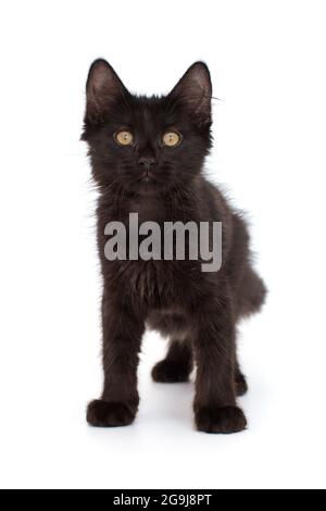 Petit chaton noir de 3 mois, isolé sur blanc. Banque D'Images