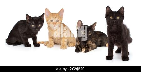 Quatre petits chatons âgés de 3 mois, isolés sur fond blanc Banque D'Images