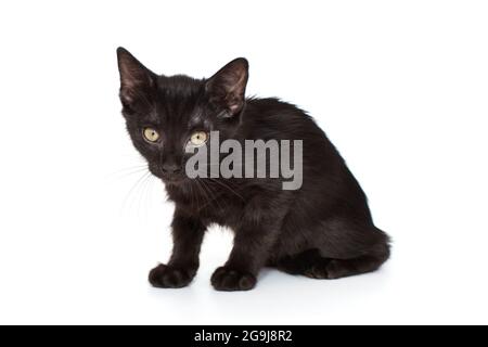 Petit chaton noir de 3 mois, isolé sur blanc. Banque D'Images