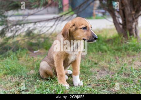 Le petit chiot sans-abri est assis sur l'herbe dans un abri pour animaux Banque D'Images