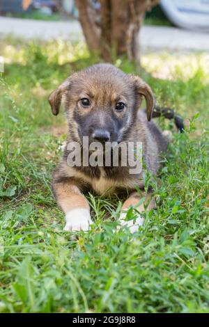 Le petit chiot sans-abri repose sur l'herbe dans un abri pour animaux Banque D'Images